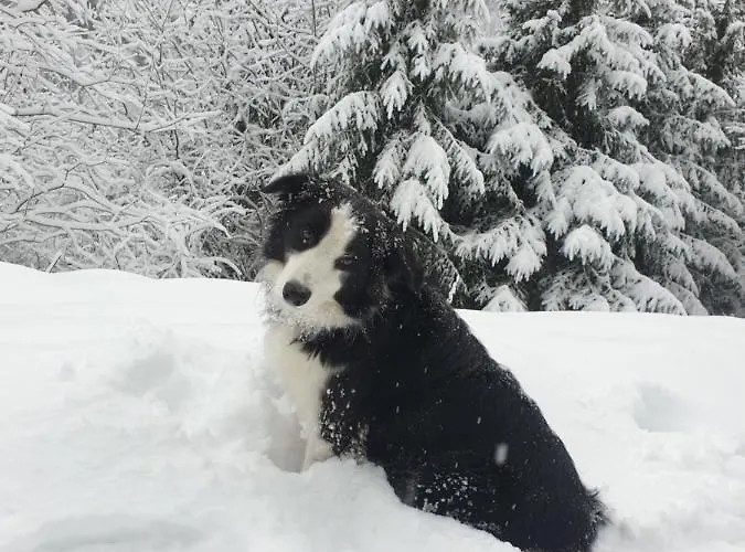 Haus Renswouw Hollersbach im Pinzgau